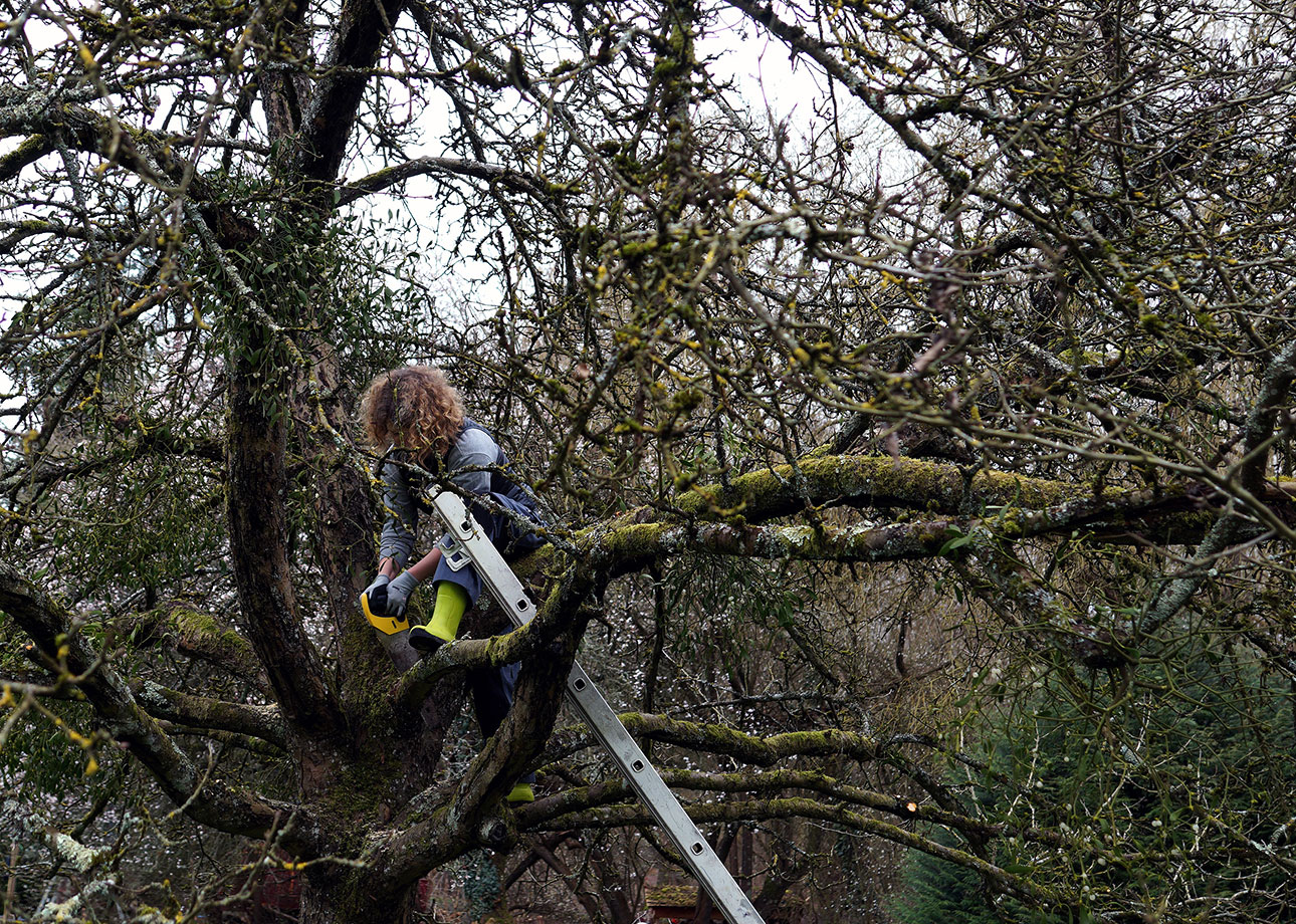 Des filles dans les arbres